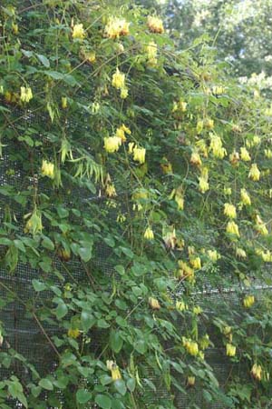 Dicentra macrocapnos