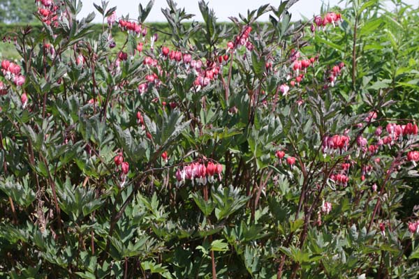 Dicentra spectabilis 'Valentine'