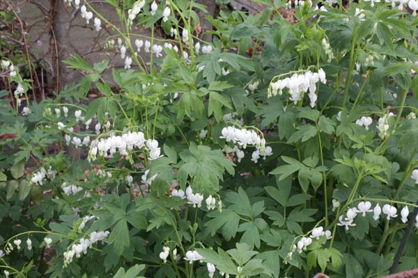 Dicentra spectabilis 'Alba'