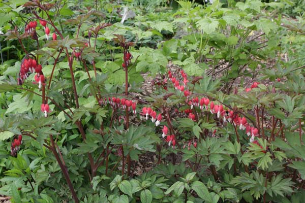 Dicentra spectabilis 'Valentine'