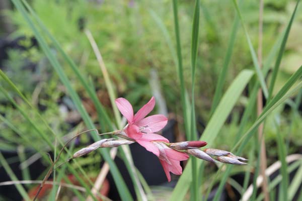 Dierama ambiguum