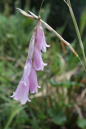 Dierama 'Candy Stripe'