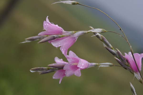 Dierama latifolium