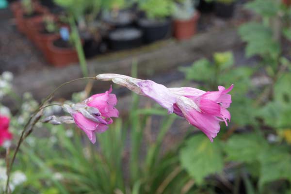 Dierama 'Pink Rocket'