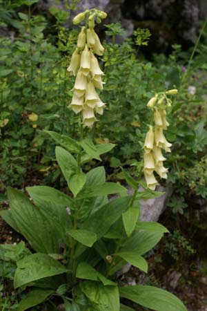 Digitalis grandiflora (ambigua)