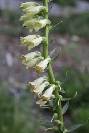 Digitalis lutea