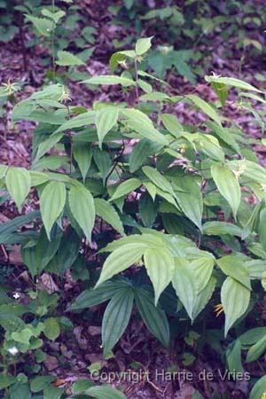 Disporum lanuginosum