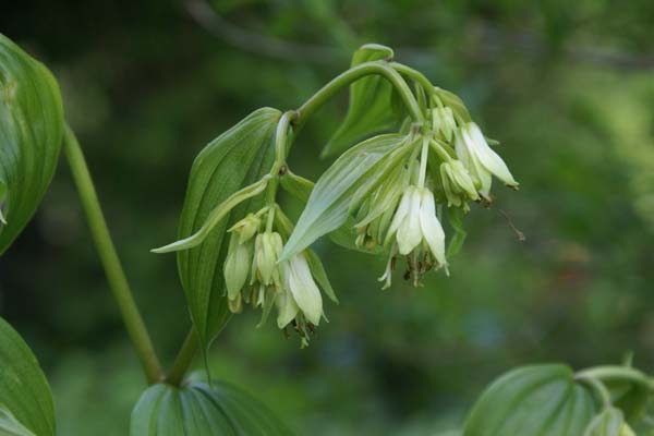 Disporum leucanthum