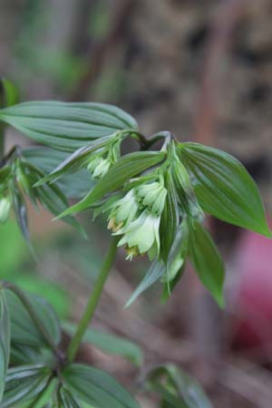 DISPORUM trabeculatum