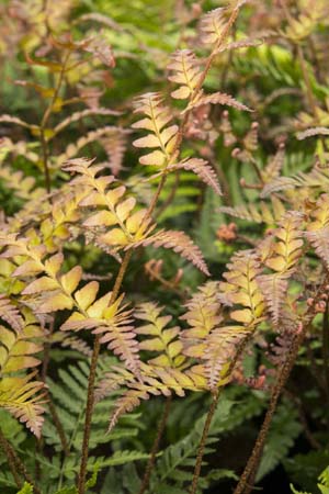 Dryopteris erythrosora 'Brilliance'