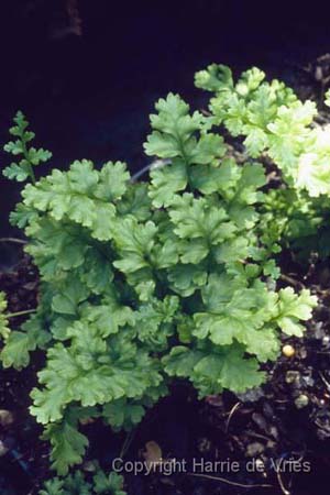 Dryopteris affinis borreri