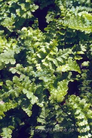 Dryopteris affinis 'Crispa'