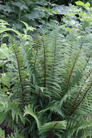 Dryopteris affinis borreri