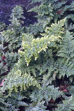 Dryopteris dilatata 'Crispa Whiteside'