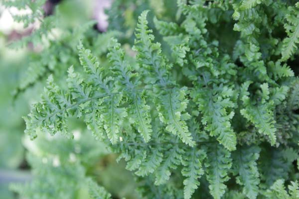 Dryopteris dilatata 'Crispa Whiteside'