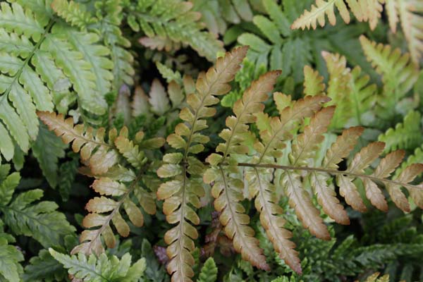 Dryopteris erythrosora 'Prolifica'