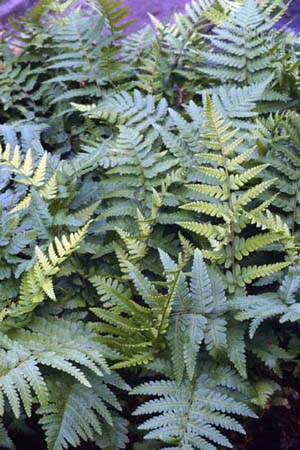 Dryopteris filix-mas