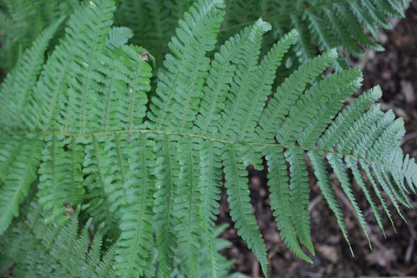 Dryopteris ludoviciana