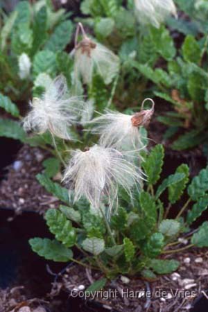 Dryas suendermannii