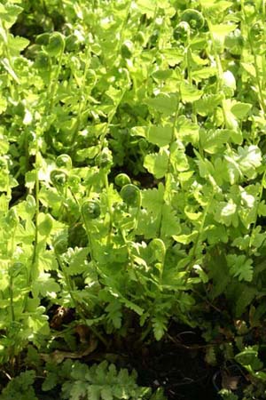 DRYOPTERIS tokyoensis