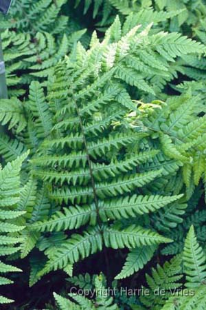 Dryopteris wallichiana