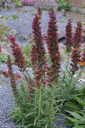 Echium amoenum