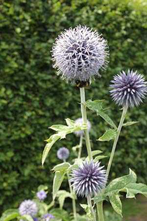 Echinops bannaticus 'Blue Globe'