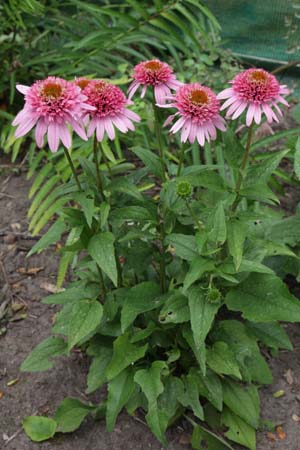 Echinacea 'Butterfly Kisses'