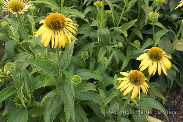 Echinacea 'Harvest Moon'