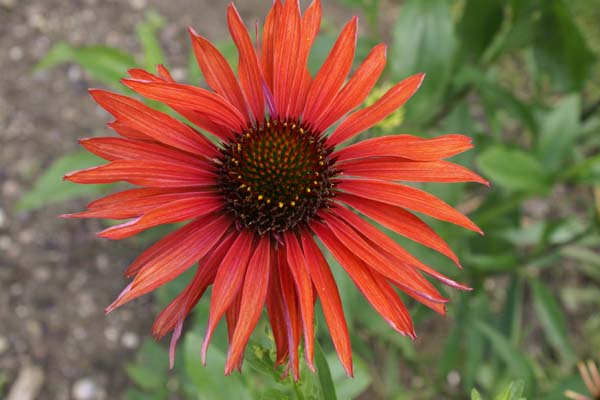 Echinacea 'Hot Summer'