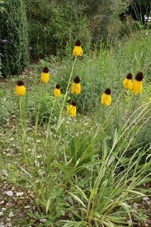 Echinacea paradoxa