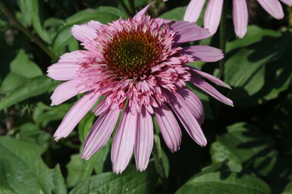 Echinacea 'Pink Sorbet'