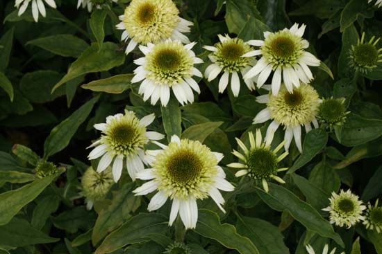 Echinacea purpurea 'Coconut Lime'