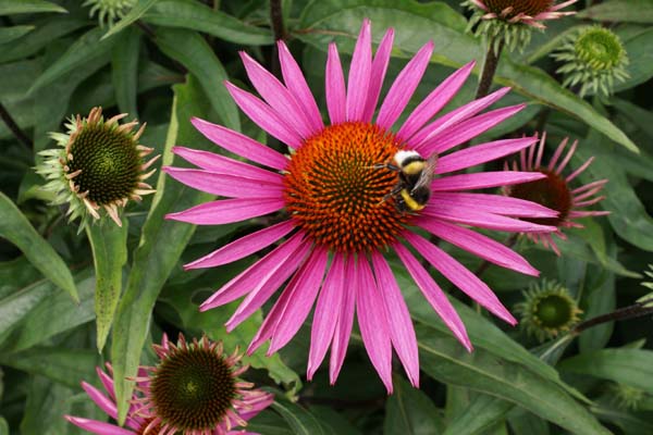 Echinacea purpurea 'Rubinglow'