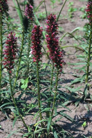 Echium russicum