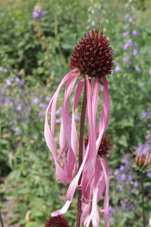 Echinacea sanguinea