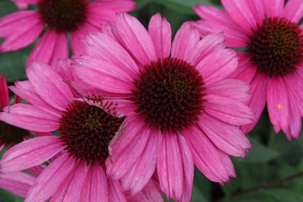 Echinacea 'Sensation Pink'