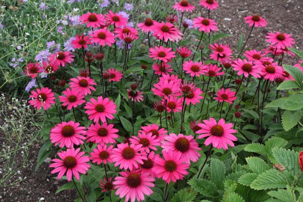 Echinacea 'Sensation Pink'