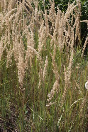 Elymus