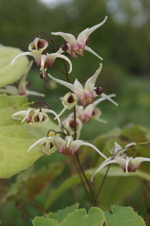 Epimedium 'Domino' (Cc990614)