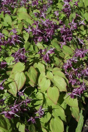 EPIMEDIUM grandiflorum 'Shiho'