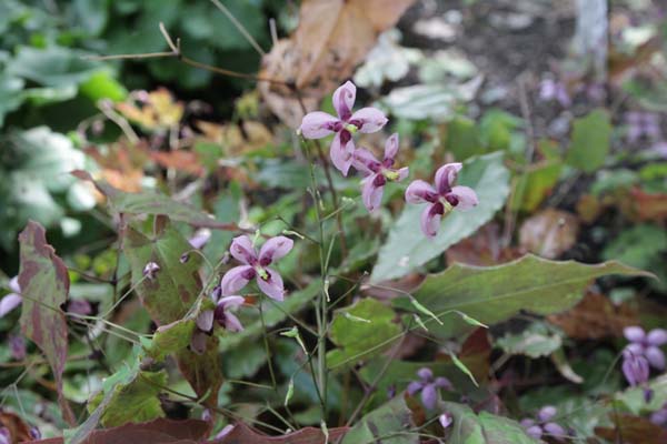 EPIMEDIUM 'Kaguya Hime'