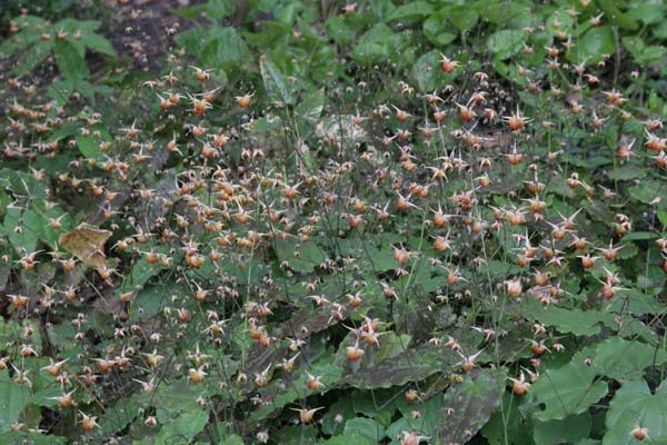 Epimedium 'Rik'