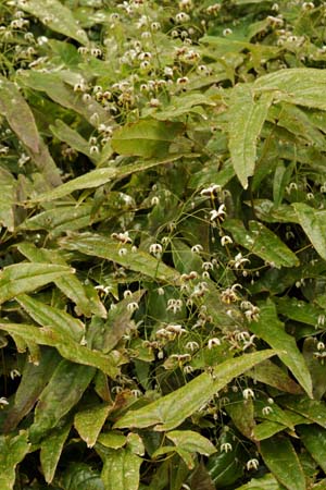 Epimedium rhizomatosum x wushanense