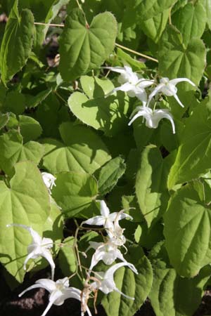Epimedium sempervirens 'Okuda's White'