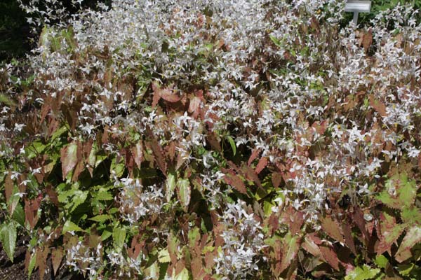 Epimedium stellulatum 'Long leafed form'