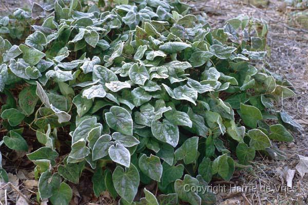 Epimedium x versicolor 'Sulphureum'