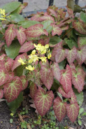 Epimedium x perralchicum 'Nachfolger'