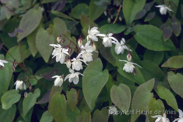 Epimedium x youngianum 'Niveum'