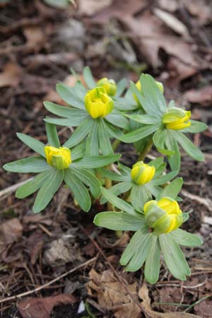 Eranthis hyemalis 'Grünling'